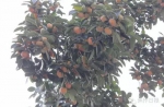 焦作老树上演生命奇迹：191岁柿子树结果几千颗 - 新浪河南