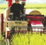 9月23日,在罗山县铁铺镇何冲村，收割机在稻田间穿梭。金秋时节，该县147.7万亩水稻喜获丰收。陈世军 摄 - 新浪河南
