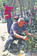 绿化人员将结满柿子的树枝剪下，引来周围市民采摘。 - 新浪河南