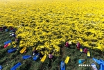 【图片新闻】温县：深秋时节怀菊飘香 满地金黄 - 农业厅