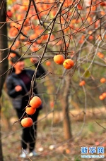 【图片新闻】内黄：黄橙橙的柿子压枝头 - 农业厅