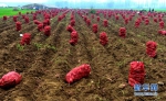 【图片新闻】夏邑：又见满地红薯“红” - 农业厅