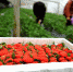 【图片新闻】夏邑：草莓红 - 农业厅