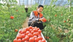 无公害蔬菜基地带动农民就业增收 - 人民政府