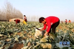 【图片新闻】安阳：西兰花丰收 农民收获忙 - 农业厅