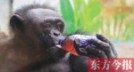 单身黑猩猩“菲莉”曾有一段戒烟史 - 新浪河南