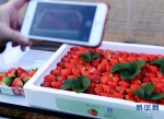 【图片新闻】郑州：冬日大棚草莓红 - 农业厅