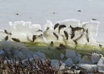 太神奇了！湖鱼被冰封“空中”奇景 引来众多禽类 - News.Zynews.Com