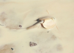 澳洲现史前动物:"沙漠虾"盾虾以微生物和细菌作为食物 - News.Zynews.Com