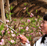 【图片新闻】河南内黄：桃花盛开春意浓 - 农业厅