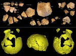 图2. 许昌1号头骨化石碎片及头骨化石的3D虚拟复原（吴秀杰供图） - 新浪河南