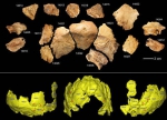 图3. 许昌2号头骨化石碎片及头骨化石的3D虚拟复原（吴秀杰供图） - 新浪河南
