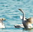 水质大幅提升，众多候鸟来栖
鹤鸣湖来了群白天鹅 - 人民政府
