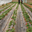 【图片新闻】郑州：草莓熟了 市民周末采摘游 - 农业厅