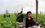 夏邑县：新型职业农民大棚黄瓜采收了 - 农业厅