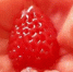 西红柿里吃出“草莓” 网友：跨越种族的爱情 你吃过这样的西红柿吗？ - 河南频道新闻