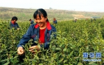 【图片新闻】河南内乡：万亩茶园抢采“明前茶” - 农业厅