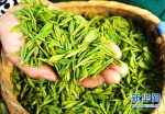 【图片新闻】河南内乡：万亩茶园抢采“明前茶” - 农业厅