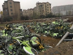 郑州现共享单车“坟地” 数百辆崭新车躺尸 - 河南一百度