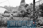 郑州有群“都市农民” 郊区建了个现实版开心农场 - 河南一百度