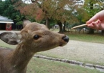 日奈良公园拟禁止游客给园内鹿喂外来食物 - 河南频道新闻