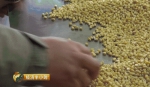 东北开种天价玉米 卖价是普通玉米的20倍 - 河南新闻图片网