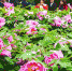 【图片新闻】国色香满城 赏花正当时 - 农业厅