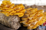 【图片新闻】鲁山：葡萄残枝育蘑菇 生态循环助脱贫 - 农业厅