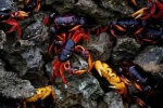 古巴百万螃蟹横行：当地人不敢吃害怕有毒 哪些动物要迁徙？ - 河南频道新闻