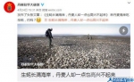 丹麦生蚝成灾 网友:"我们能把它吃成回忆" - 河南新闻图片网