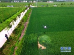 【图片新闻】无人机植保助力小麦“一喷三防” - 农业厅