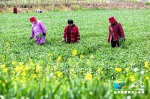 【图片新闻】河南滑县：打造全国种子繁育强县 - 农业厅