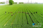 【图片新闻】河南滑县：打造全国种子繁育强县 - 农业厅