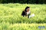 【图片新闻】宝贵的麦子 - 农业厅