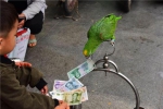 神奇！郑州这只鹦鹉能认识钱的面值大小 - 新浪河南