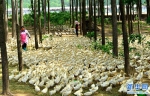 【图片新闻】河南夏邑：鹅鹅鹅，林下脱贫歌 - 农业厅