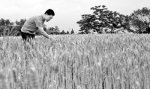 河南8200万亩小麦收获在即 - 人民政府