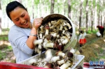 【图片新闻】河南民权：采着蘑菇唱着歌 - 农业厅