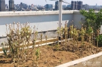 郑州一小区17层高楼顶被改造 小菜园里种植罂粟 - 河南一百度