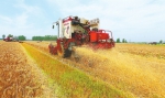5月25日，淮滨县60万亩优质弱筋小麦开始收割。⑨6李鹏郝猛摄 - 新浪河南
