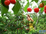 【图片新闻】河南新安沟域经济带火樱桃产业 - 农业厅