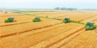 小麦收获近400万亩 - 人民政府
