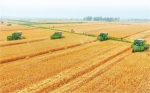 小麦收获近400万亩 - 人民政府