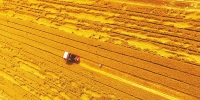 全省已收获小麦4688万亩 麦收过半 - 人民政府