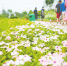 免费观花好去处：郑州宿根花卉展开幕 展期持续到7月10日 - 河南一百度