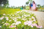 免费观花好去处：郑州宿根花卉展开幕 展期持续到7月10日 - 河南一百度