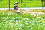 郑东新区北龙湖湿地公园荷花绽放 吸引众多市民前往观赏 - 河南一百度