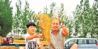 延津县优质小麦今年喜获丰收⑨6李建斌摄 - 新浪河南