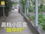 郑州高档小区变城中村 大妈养鸡种地 - 河南一百度