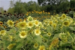 郑州植物园黑色向日葵绽放，市民可免费观赏 - 河南一百度